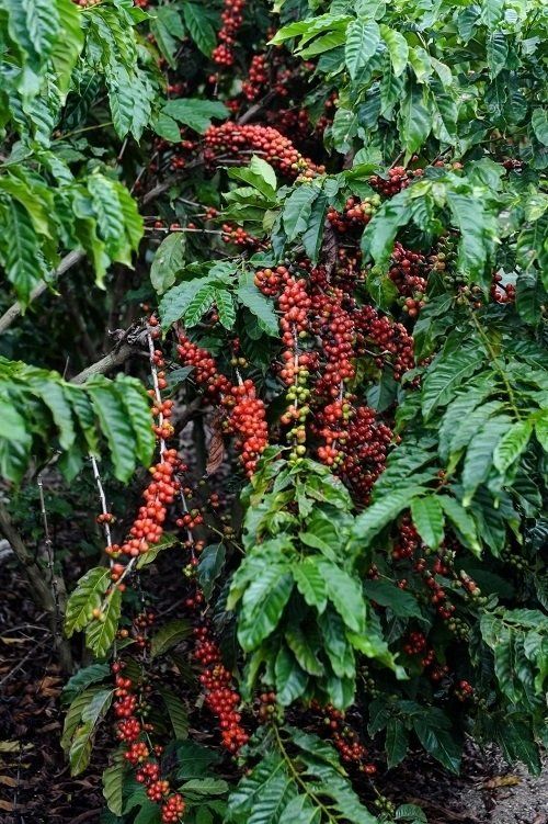 Coffee Plant at Home Easily
