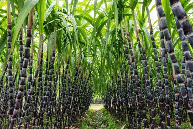SUGARCANE