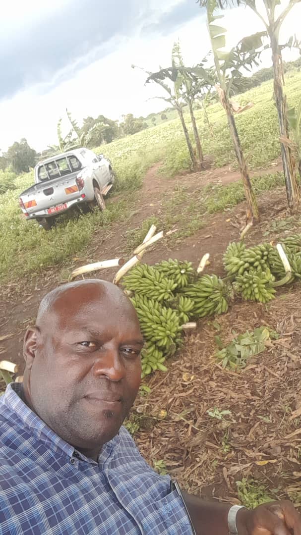 harvesting matooke